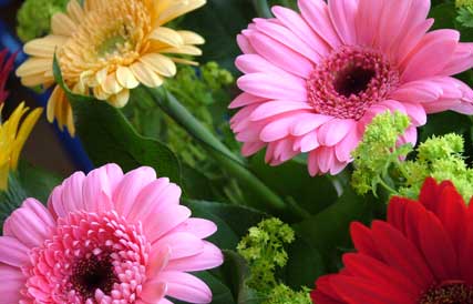 Gerberas