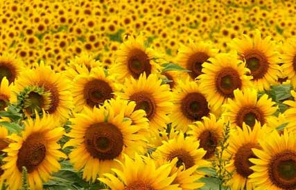 Girasoles