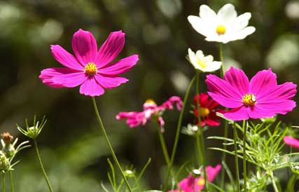 Flores silvestres