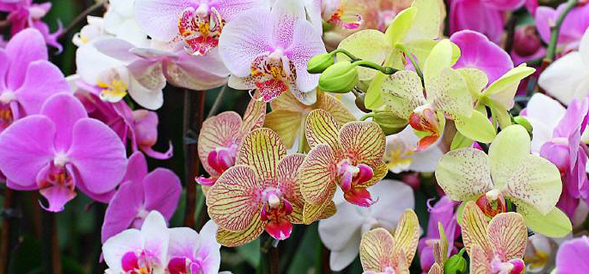 El cuidado de la Orqudea Phalaenopsis