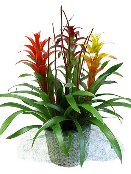 Guzmania Aldebarn