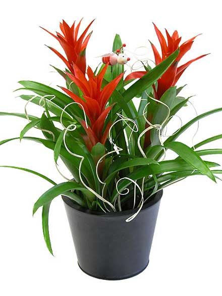 Guzmania Antares