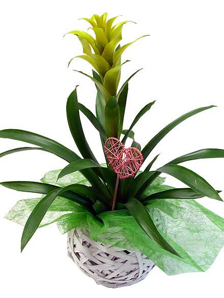 Guzmania Castor