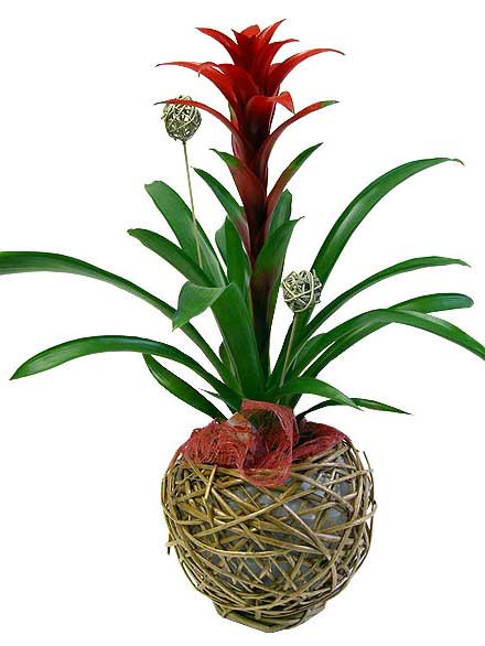 Guzmania Plux