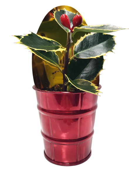 Planta Acebo