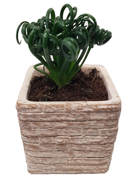 Albuca Spiralis