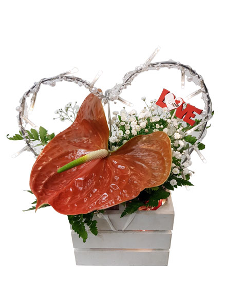 Anthurium Love