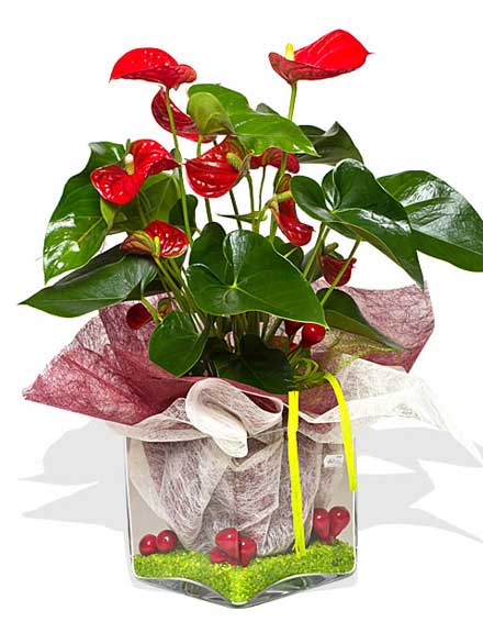 Anthurium Cristal