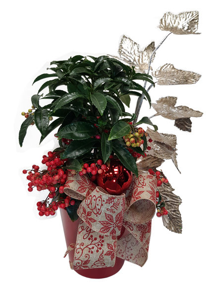 Ardisia navidad