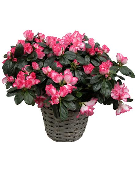 Planta Azalea 