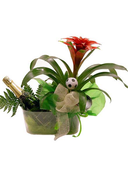 Guzmania Brindis