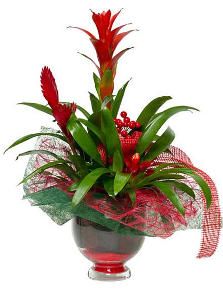 Bromelia