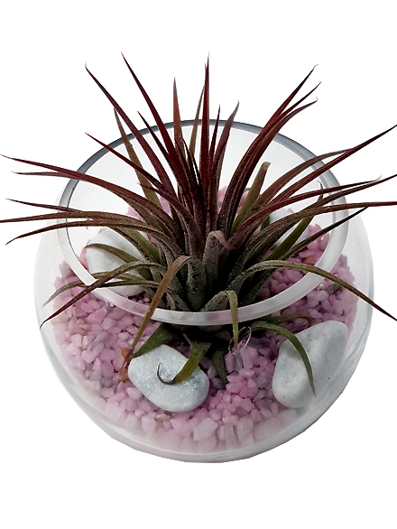 Bubble tillandsia