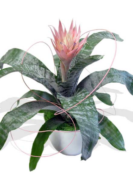 Bilbergia Casiopea