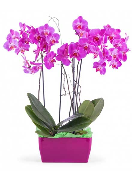Orquídea Suprema