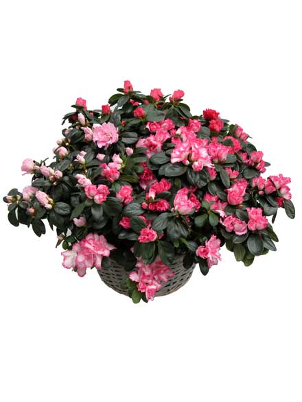 Cesta Azaleas