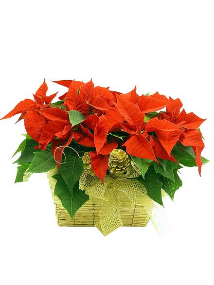Cesta Pascua