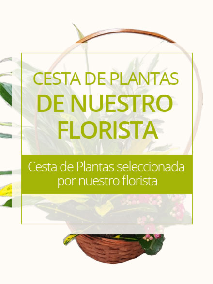 Cesta de Plantas de nuestro florista