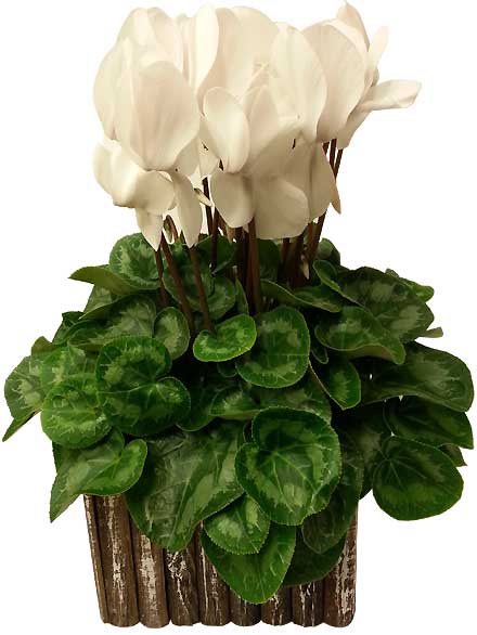 Planta Ciclamen blanco
