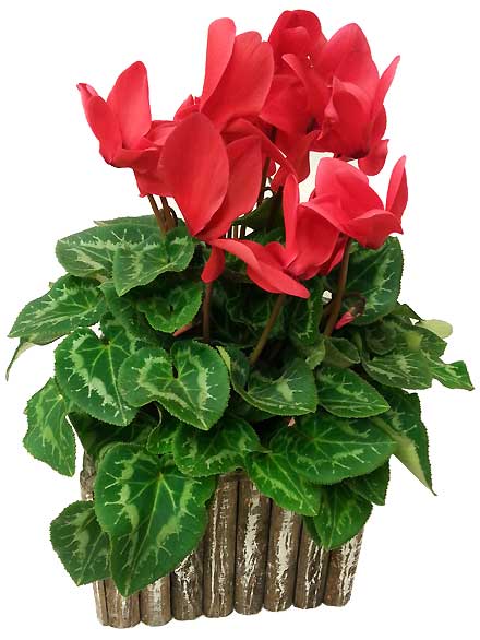 Planta Ciclamen rojo