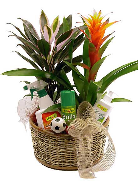 Guzmania Coctel