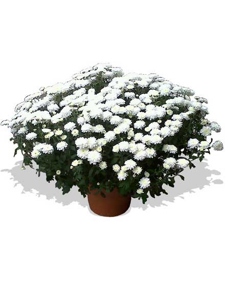 Crisantemos blancos
