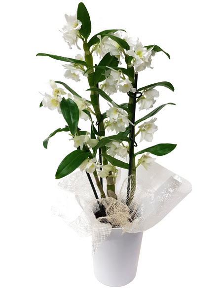 Orchidea Dendrobium