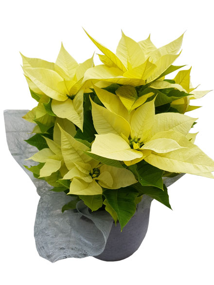 Flor de Pascua amarilla