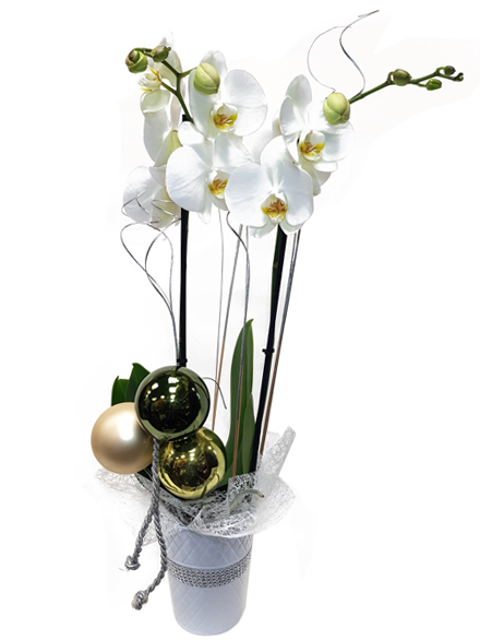 Orquidea Navidad