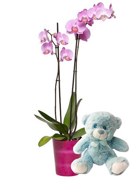 Osito con orquídea niño