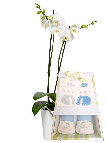 Orqudea blanca con babero y patucos