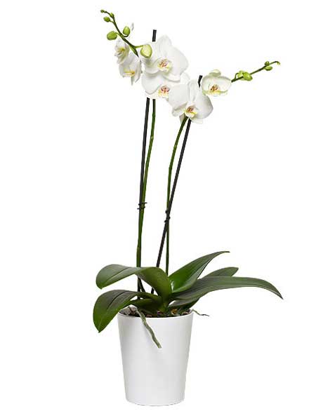 Orqudea Elegancia blanco