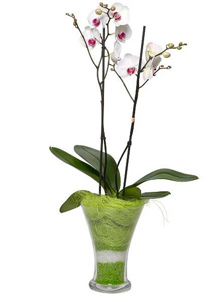 Orqudea Elegancia cristal blanco