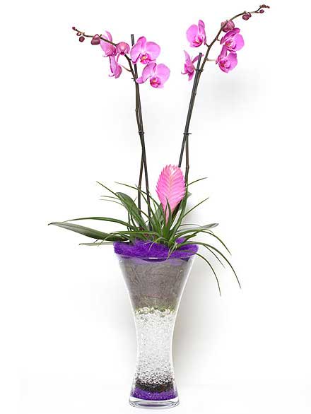Orquídea Elegancia cristal rosa