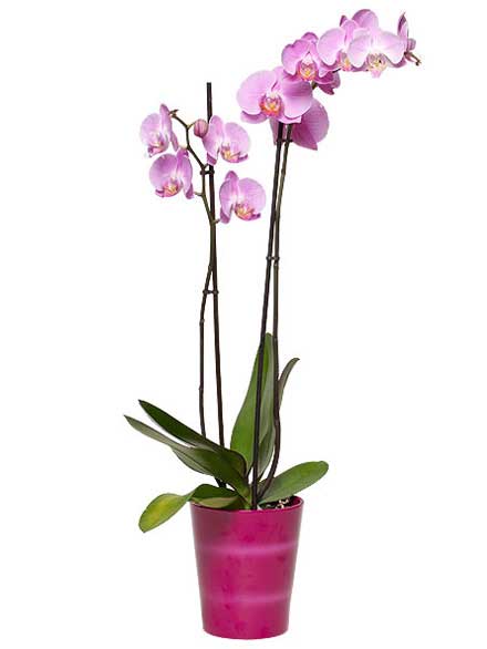 Orquídea Elegancia rosa