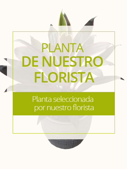 Planta de nuestro florista