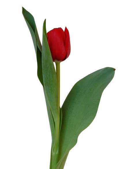 Ramo de Tulipanes 