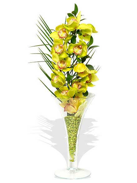 Orquídea Hechizo