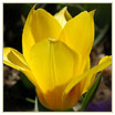 Amarillo