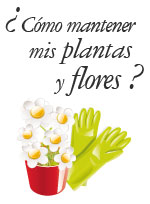 Mantenimiento de plantas y flores