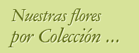 Nuestras flores por colecci&oacute;n