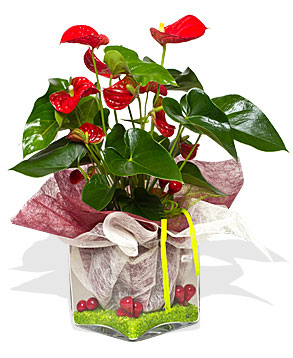 Anthurium