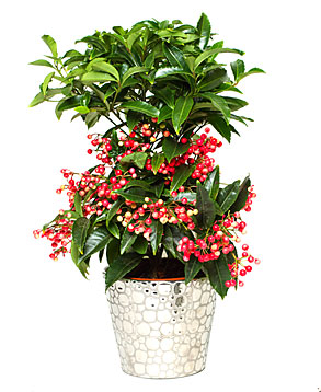 Ardisia