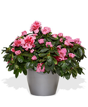 Azalea