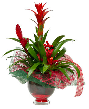 Bromelia