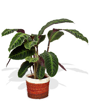 Calathea