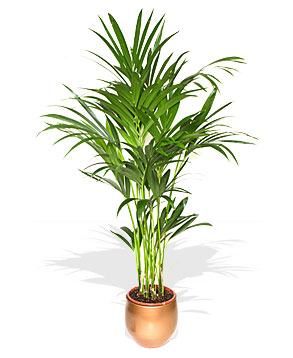 Kentia