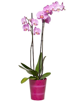Orchidea Phalaenopsis