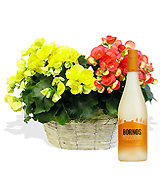 Begonias y vino espumoso 