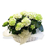Constelaci�n Aries 